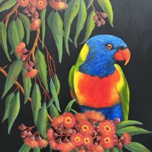 Rainbow Lorikeet on Show