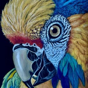 Macaw Beauty